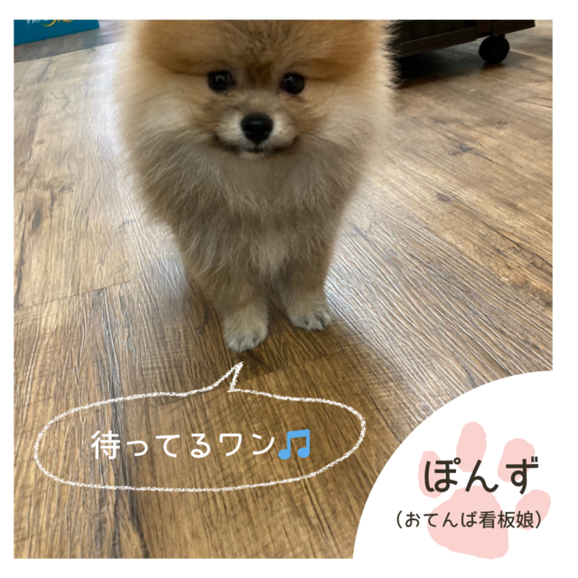 沖縄リフォーム・那覇リフォーム：活動ブログうちの看板娘